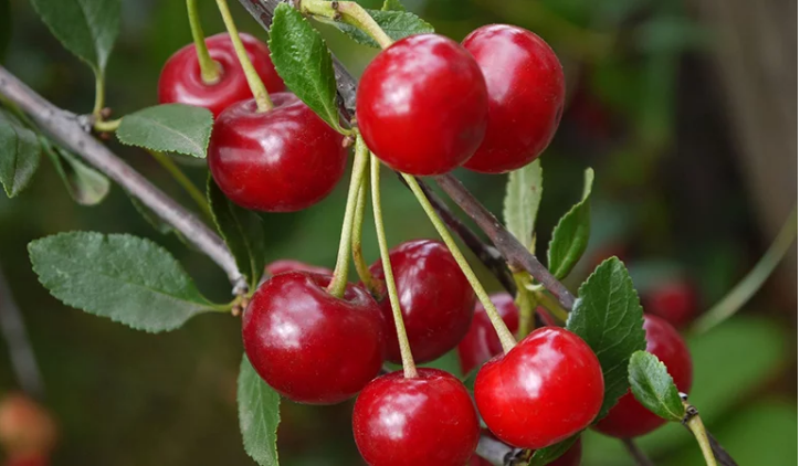 7 Shockingly Delicious Fruit Trees You Can Grow At Home Today - leafpanda