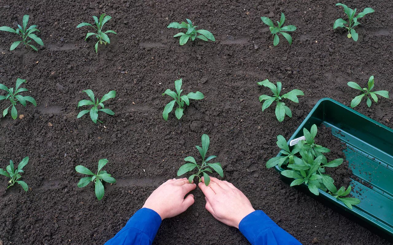 VEGETABLE GARDENING FOR BEGINNERS