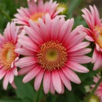 How Tall Do Strawflowers Grow